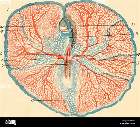 Dorsal Aorta Stock Photos & Dorsal Aorta Stock Images - Alamy