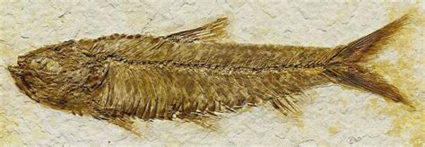 Knightia eocaena (Jordan, 1907) - complete fossil herring (9.1 cmacross) in marlstone from the ...