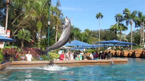 Dolphin Encounter Experience at SeaWorld Orlando (11/24/18) - YouTube