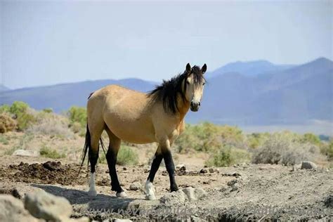 Nevada mustang stallion Wild Mustangs, Hooves, Wild Horses, Stallion, Rodeo, Nevada, Cowboys ...