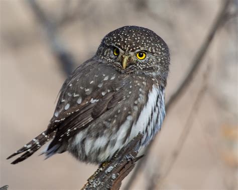 Northern pygmy owl - song / call / voice / sound.