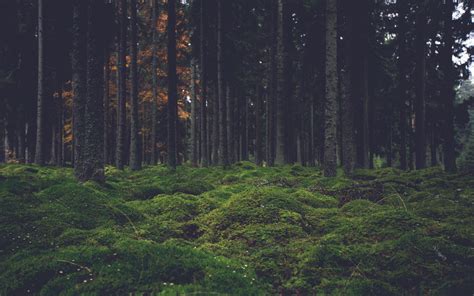 3840x2400 Wallpaper moss, trees, forest | Forest wallpaper, Forest ...