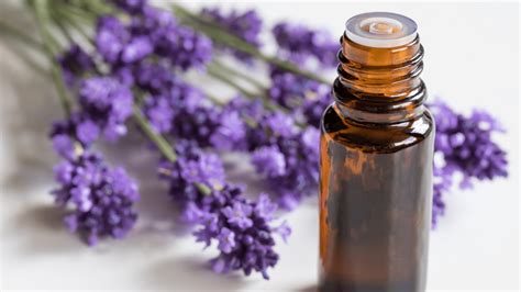 The Benefits Of Lavender Essential Oil For Hair Growth! | A Green ...