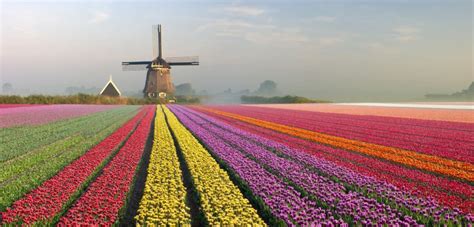Bolsas para estudar na Holanda recebem inscrições | Tulip fields ...