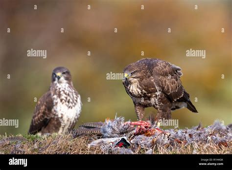 British buzzards hi-res stock photography and images - Alamy