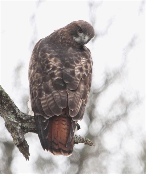 Red-tailed Hawk Hunting Photograph by Angie Vogel