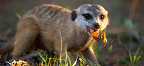 Kalahari animals and their burrows | Tswalu