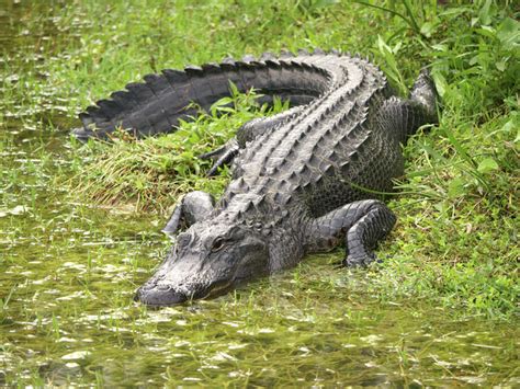 Houston wildlife experts weigh in on alligator season in the Bayou City - Houston Chronicle