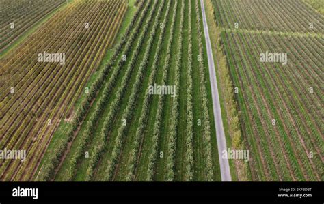 Aerial view of apple orchard Stock Photo - Alamy