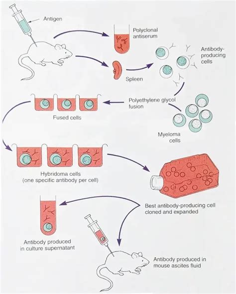 Monoclonal Antibodies (mAb): Harvesting, Types, Applications • Microbe ...