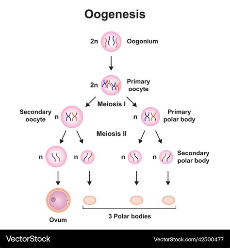 Oogenesis Definition, Process, And Stages, 51% OFF