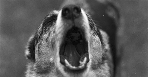 Angry Barking Dog · Free Stock Photo