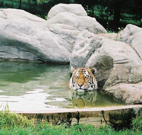 Toronto Zoo: Community Weekend With $5 Admission - Hot Canada Deals Hot Canada Deals