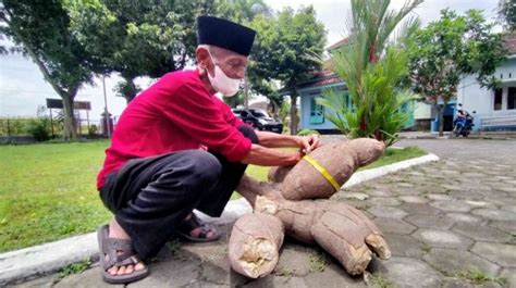 Heboh! Singkong Raksasa Ditemukan di Klaten, Beratnya Mencapai 40 kg ...