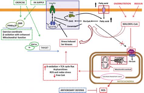 Relationship between exercise, fat and impaired fat metabolism. During ...