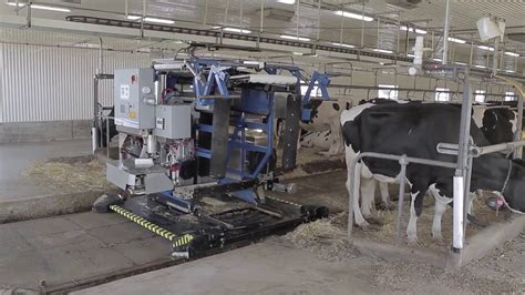 Tie-Stall AMS Milking Robot by Milkomax - YouTube