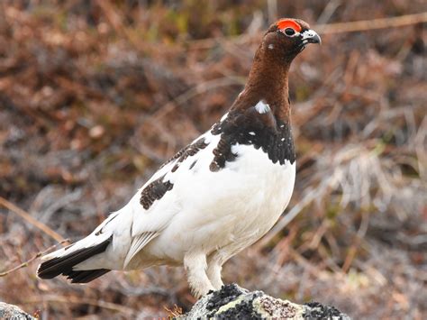 The State Bird of Alaska: The Willow Ptarmigan – Nature Blog Network