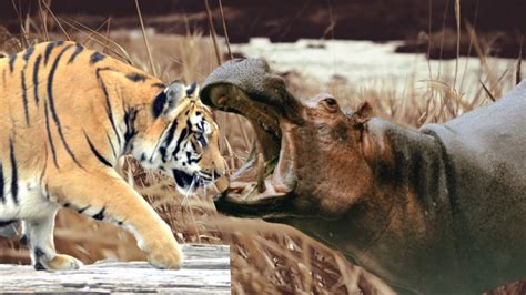 Siberian Tiger Vs Hippo? Trust The Answer - Barkmanoil.com