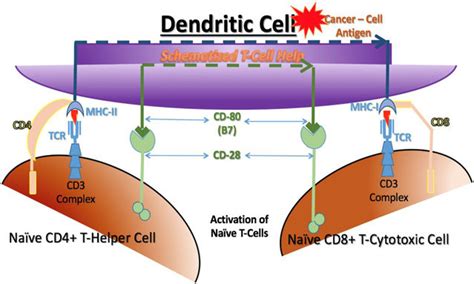 Activation of cytotoxic T cells. Cytotoxic T cells can only be... | Download Scientific Diagram