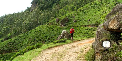 Scenic hike from Ohiya to Bambarakanda | Hiking Bambarakanda Waterfall