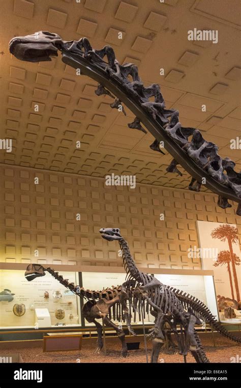 Peabody Museum of Natural History Yale University Stock Photo - Alamy