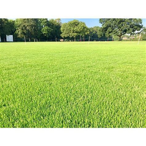 Cricket Ground Natural Grass, For Lawn Grass,Garden at Rs 13/square feet in Hyderabad