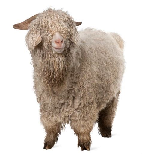 Angora Goat Farming: Understanding the Characteristics and Best Practices for Success