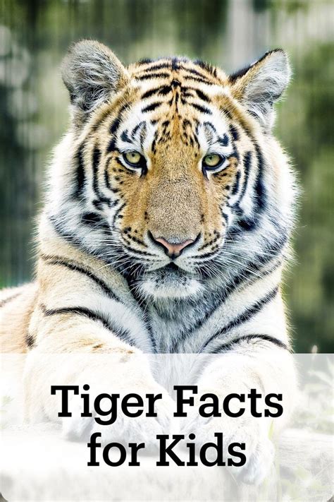 Tiger Facts for Kids - Fun and Educational Information