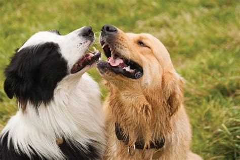 Border Collie in Love with Golden Retriever Stock Image - Image of ...