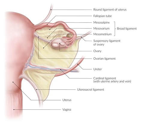 Transverse Cervical Ligament Of Uterus