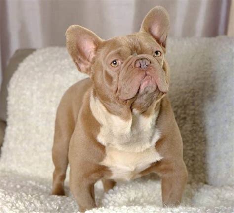 What Are The French Bulldog Colors? - Frenchie Journey