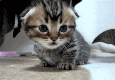 13 Adorable Kitten GIFs That Will Make You Never Want to Leave the Internet – SheKnows