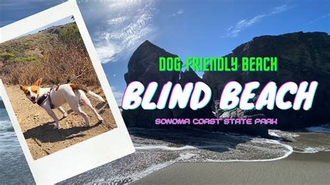 Rocket's Guide - Blind Beach, dog friendly beach in Somona Coast State Park, CA ชีวิตในอเมริกา ...