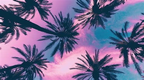 HD wallpaper: palm tree 4k download hd for pc, sky, tropical climate, plant | Wallpaper Flare