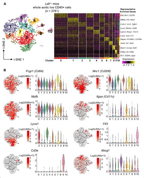 Single B Cell Sequencing