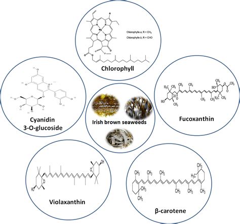 Antioxidants | Free Full-Text | In-Vitro Antioxidant Properties of Lipophilic Antioxidant ...