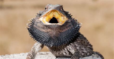 10 Incredible Bearded Dragon Facts - IMP WORLD