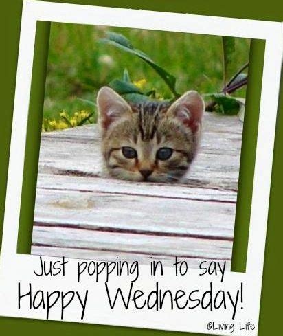 Good Morning | Wednesday humor, Happy wednesday, Happy wednesday quotes