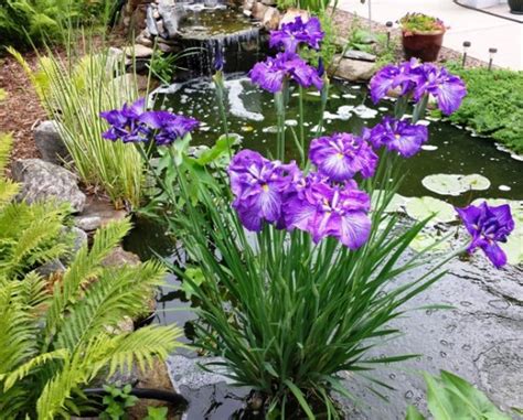 Japanese iris looks stunning in a water garden