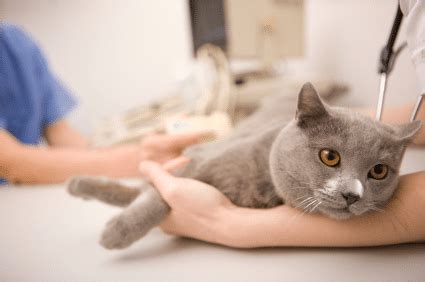 Cat FIV: Everything You Need To Know About The Transmission And Treatment For FIV!