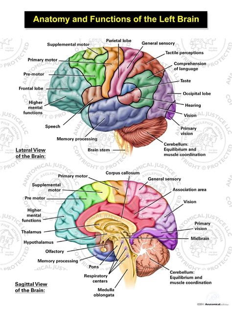 Anatomy and Functions of the Left Brain Illustration | Anatomical Justice