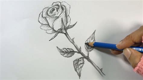 How To Draw A Rose With Pencil Step By Step