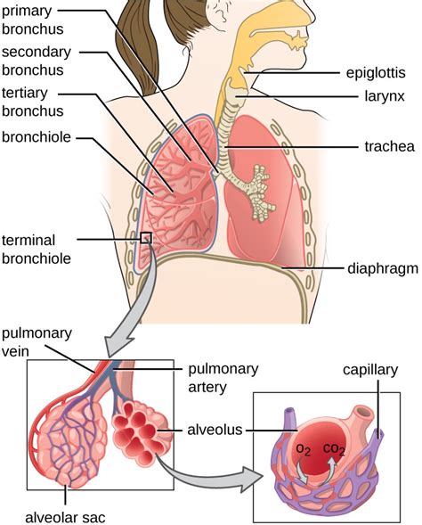 Anatomy and Normal Microbiota of the Respiratory Tract | Microbiology