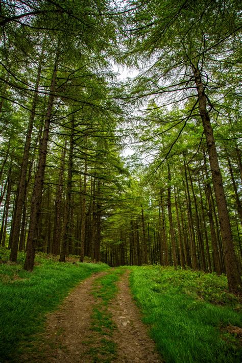 Forest Path Free Stock Photo - Public Domain Pictures