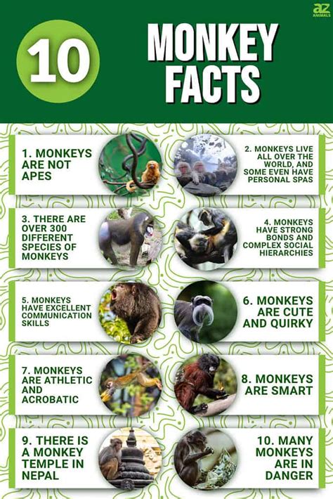 10 Incredible Monkey Facts - A-Z Animals