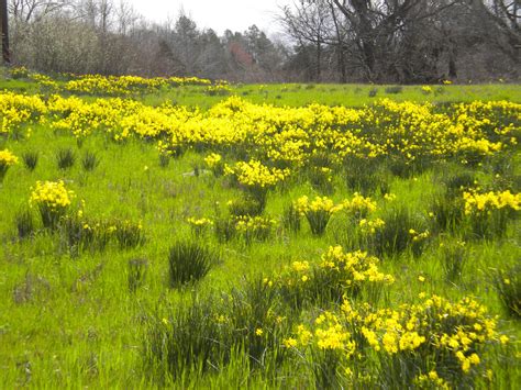 From The Jardin Encantado: Spring has sprung in the piney woods of east ...