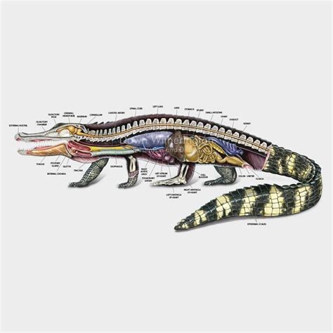 This beautiful illustration of the lateral anatomy of an American alligator, Alligator ...