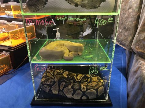 Pet and Reptile expo returns to Bakersfield – The Renegade Rip