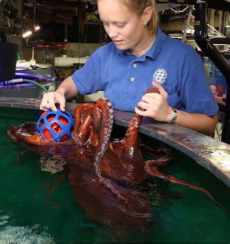 Playful Octopus: A Fascinating Sea Creature