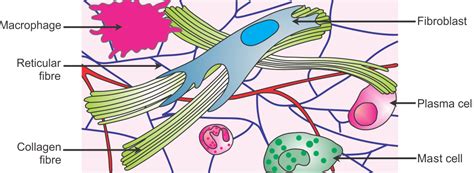 ﻿Connective Tissue Matrix Answer